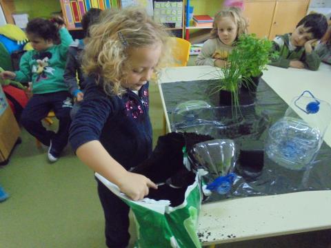 Crianças do pré escolar a plantar e semear as ervas aromáticas.